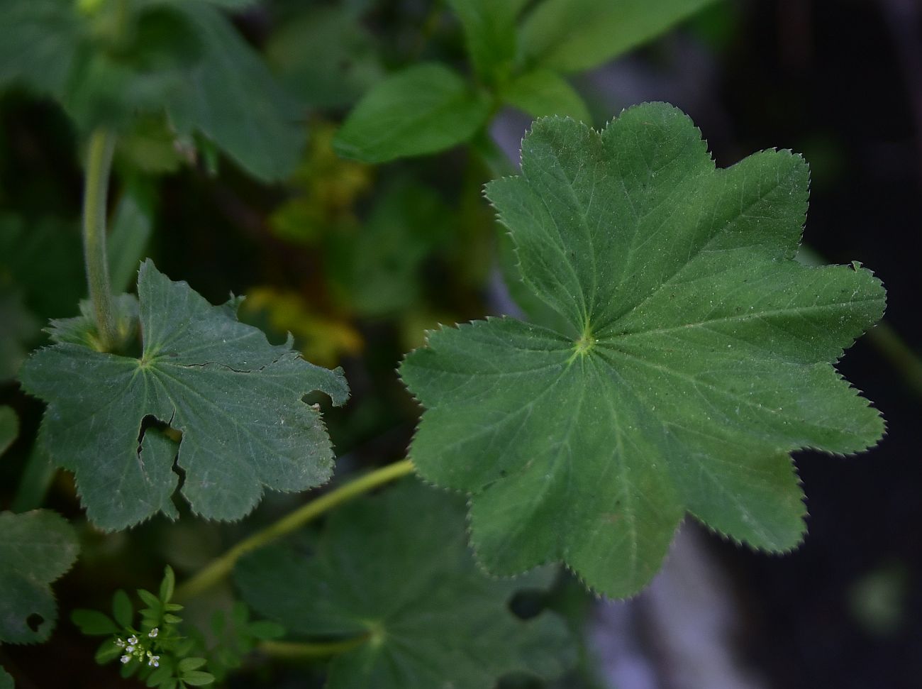 Image of genus Alchemilla specimen.