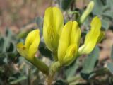 Astragalus longipetalus. Соцветие. Астраханская обл., Наримановский р-н, окр. пос. Сайгачный, Пески Давсна, частично закреплённые пески. 10 мая 2026 г.