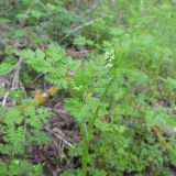 семейство Apiaceae. Верхушка цветущего растения. Ростовская обл., Усть-Донецкий р-н, окр. пос. Огиб. 02.05.2011.