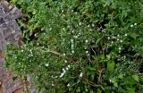 Serissa japonica. Ветви цветущего растения. Китай, пров. Цзянсу, г. Сучжоу, в культуре. 27.05.2025.