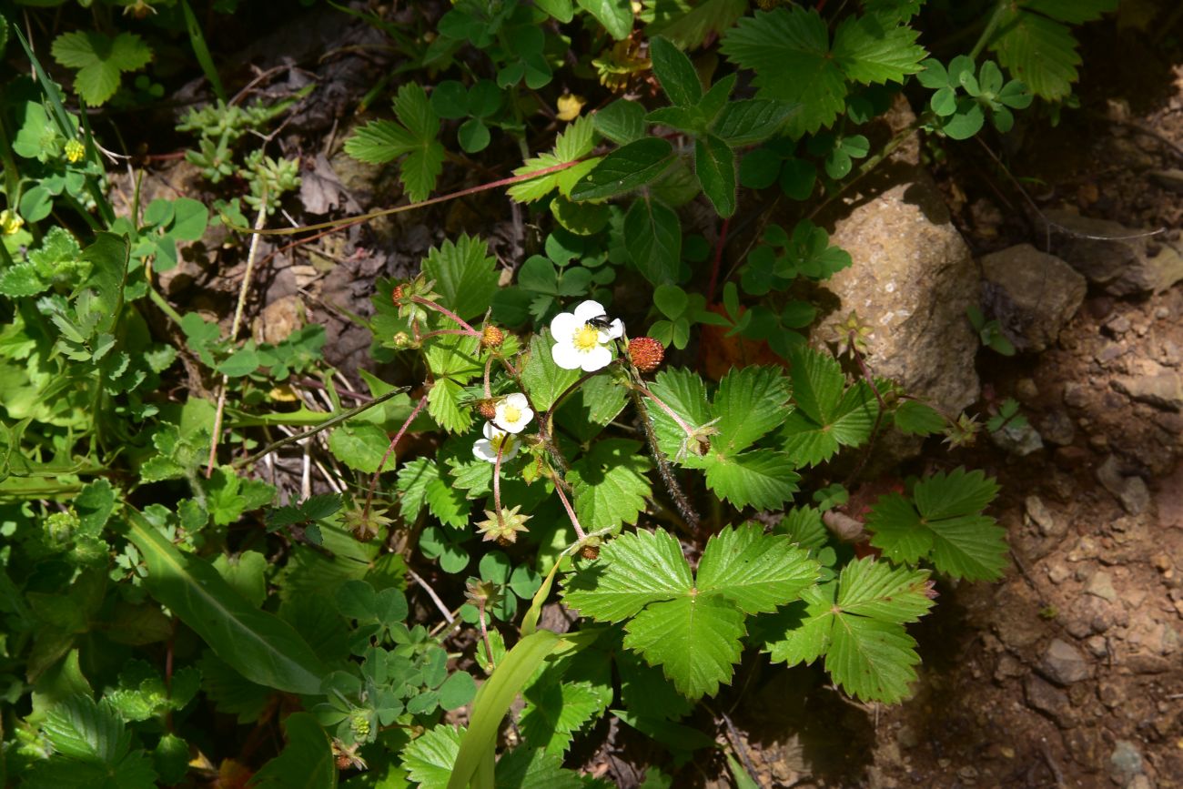 Image of Fragaria vesca specimen.