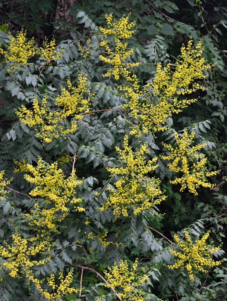 Изображение особи Koelreuteria bipinnata.