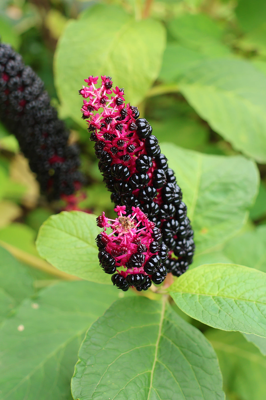 Image of Phytolacca acinosa specimen.