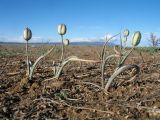 Tulipa salsola. Плодоносящие растения. Казахстан, Сев. Тянь-Шань, плато Сюгаты, глинистый участок нагорной пустыни. 24 апреля 2026 г.