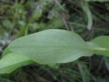 Bupleurum rotundifolium. Лист. Крым, Белогорский р-н, под скалой Ак-Кая, степь. 12 мая 2011 г.
