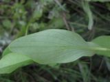 Bupleurum rotundifolium