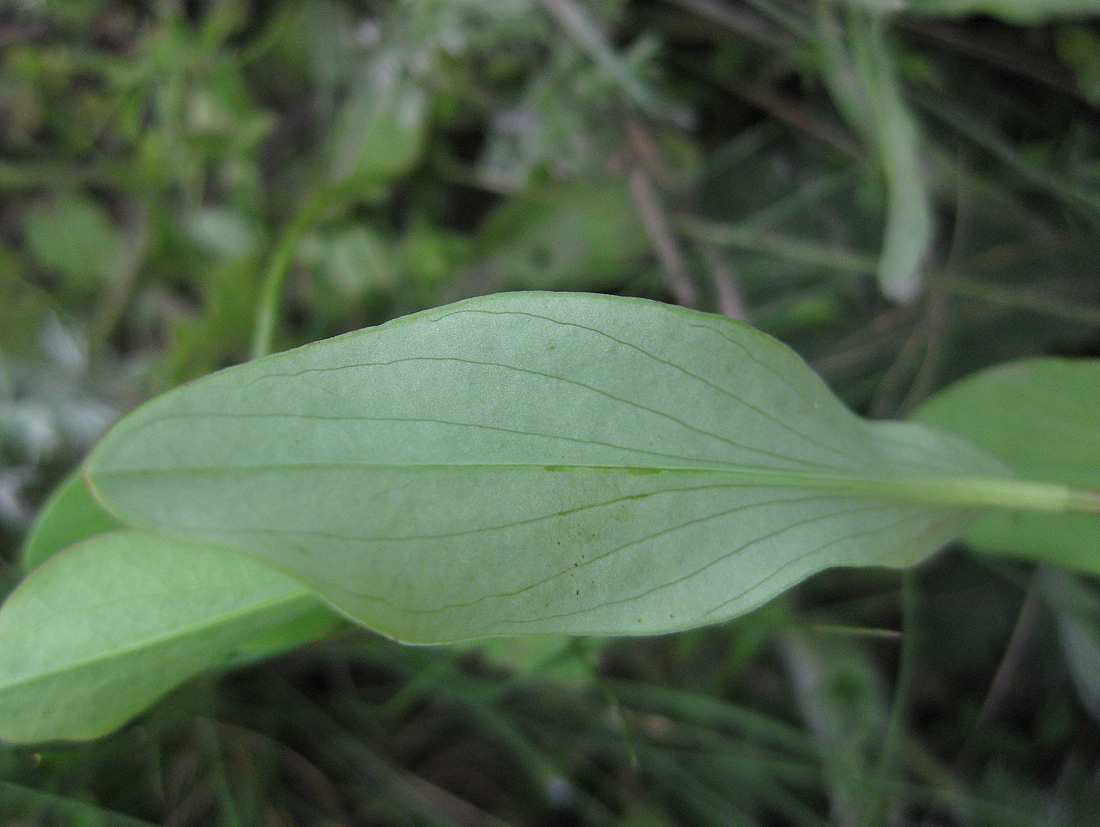 Изображение особи Bupleurum rotundifolium.