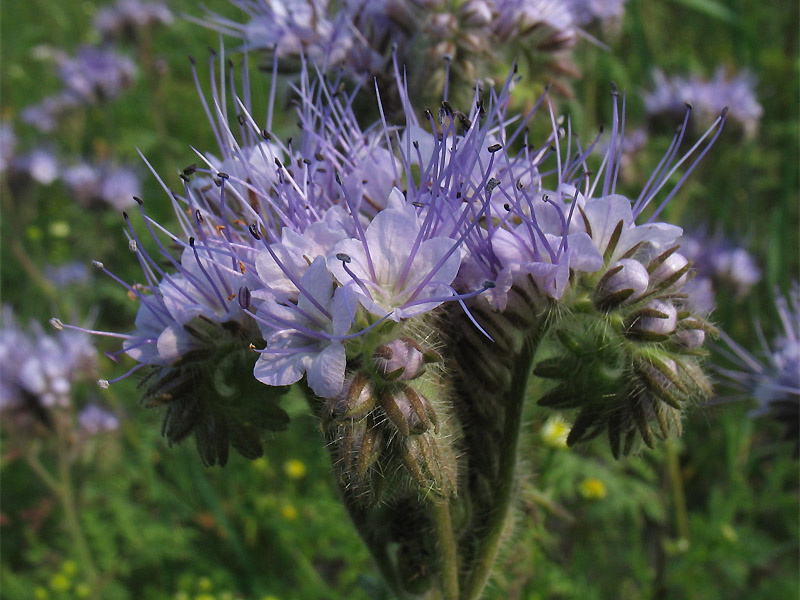 Image of Phacelia tanacetifolia specimen.