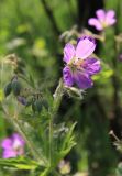 Geranium sylvaticum