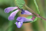 Scutellaria galericulata. Часть побега с соцветиями. Московская обл., Раменский р-н, окр. дер. Хрипань, разнотравье под высоковольтной линией. 08.07.2005.