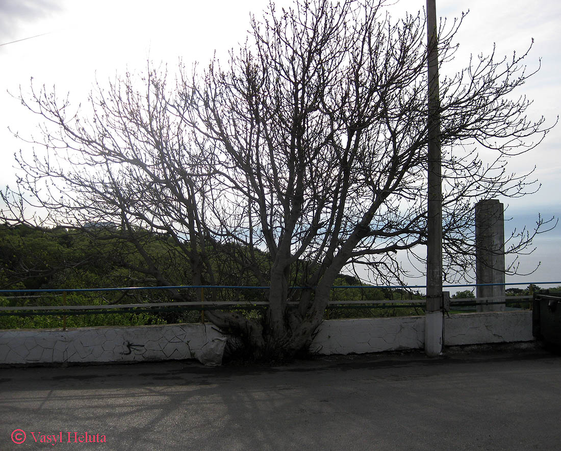 Image of Ficus carica specimen.