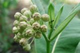 Asclepias syriaca