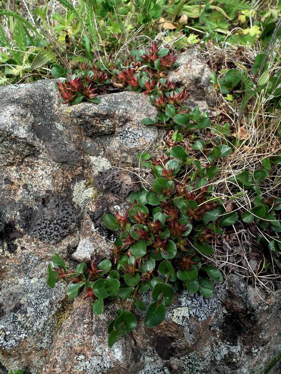 Image of Salix herbacea specimen.