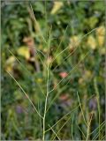 Sisymbrium altissimum. Верхушка побега с соплодием. Чувашия, г. Шумерля, берег р. Сура в районе городского пляжа. 17 июля 2011 г.