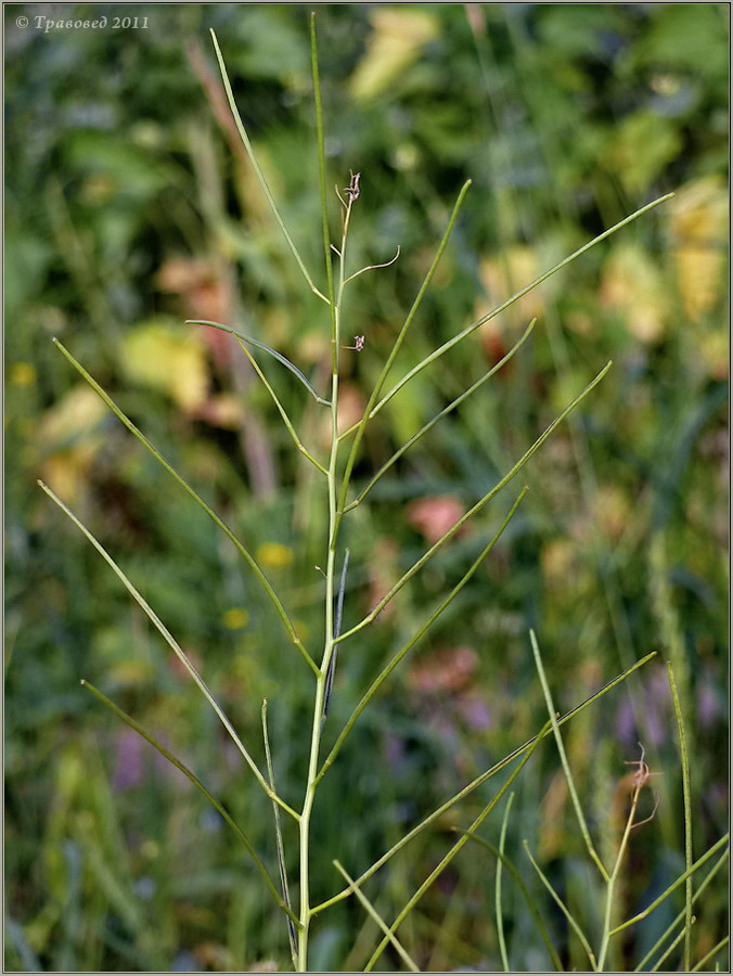 Изображение особи Sisymbrium altissimum.