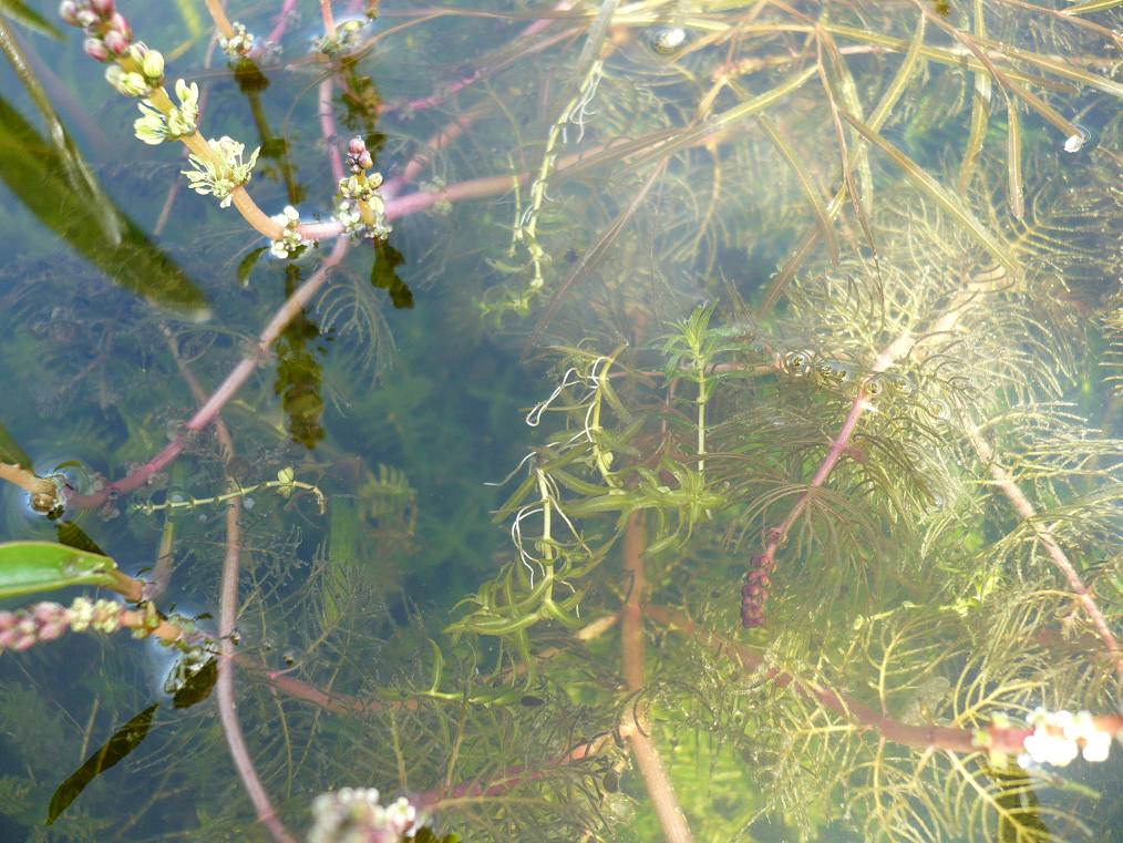 Изображение особи Myriophyllum sibiricum.