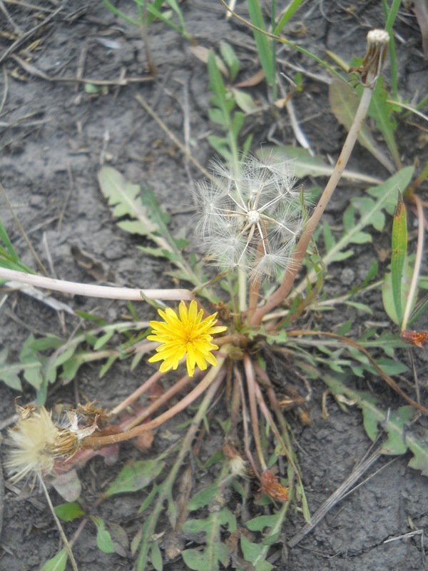 Image of Taraxacum bessarabicum specimen.