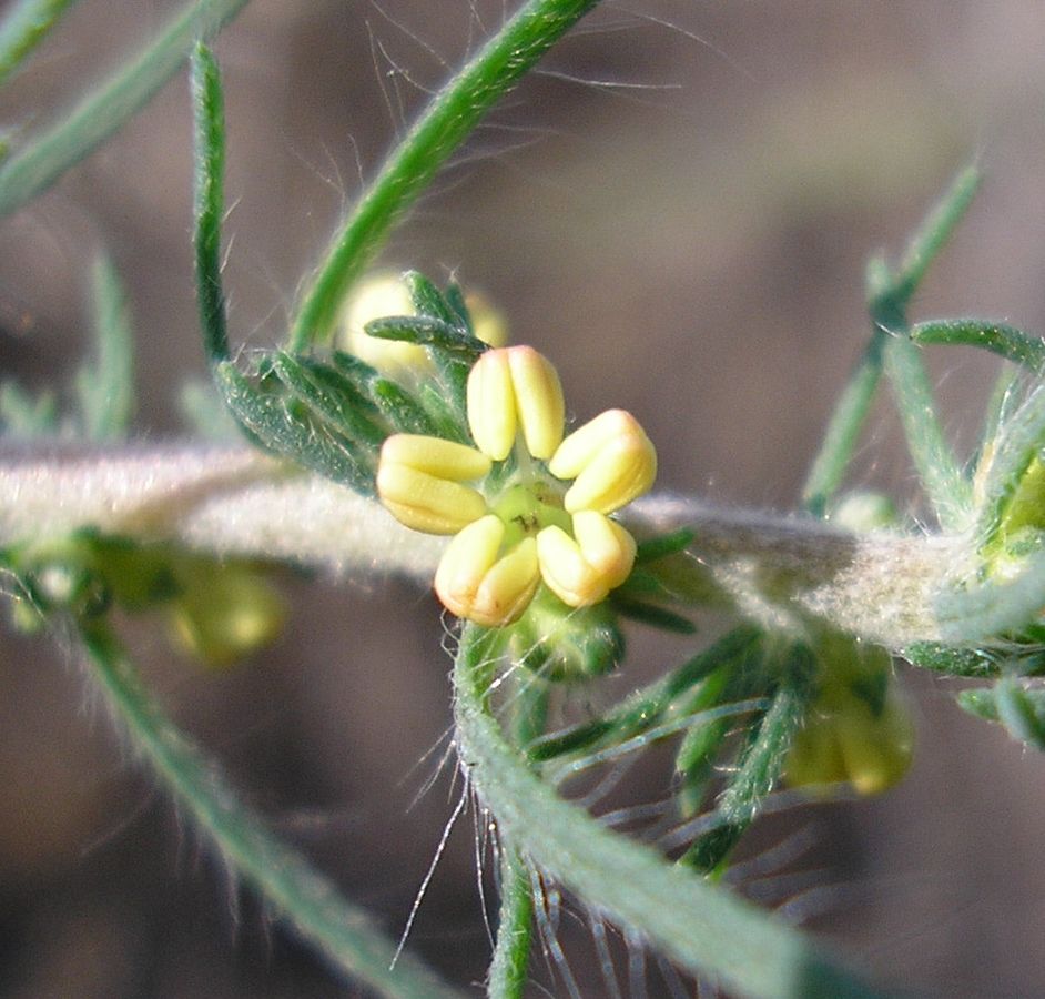 Image of Bassia laniflora specimen.