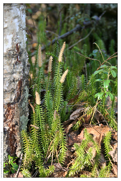 Изображение особи Lycopodium annotinum.