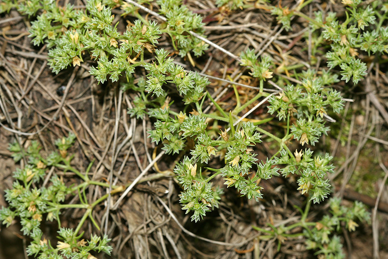 Изображение особи Scleranthus annuus.