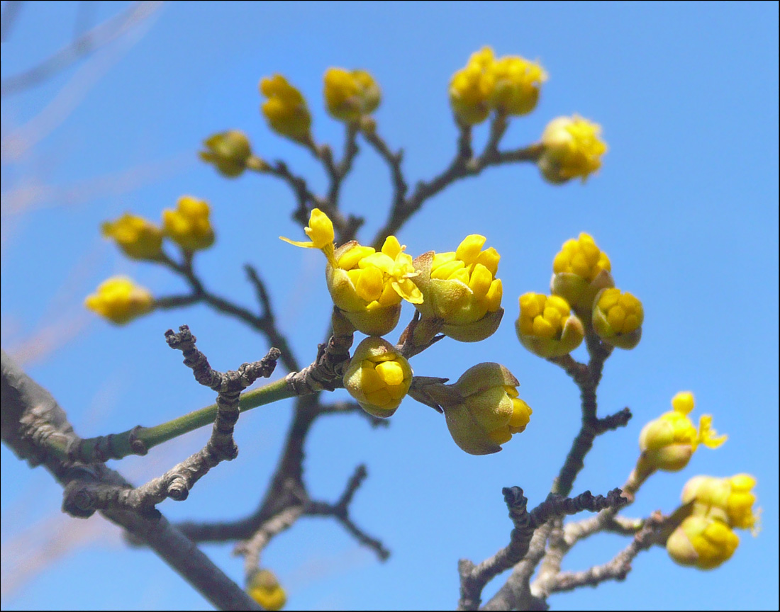 Image of Cornus mas specimen.