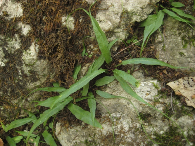 Image of Camptosorus sibiricus specimen.