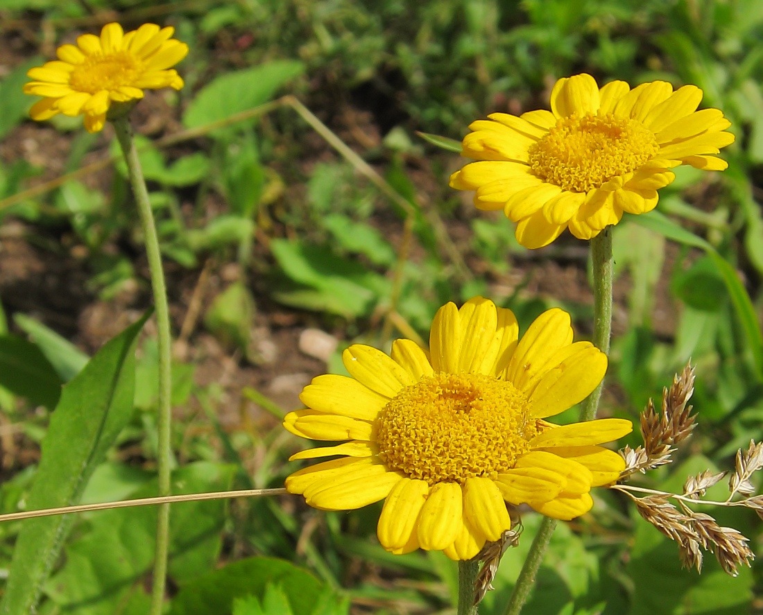 Image of Anthemis tinctoria specimen.