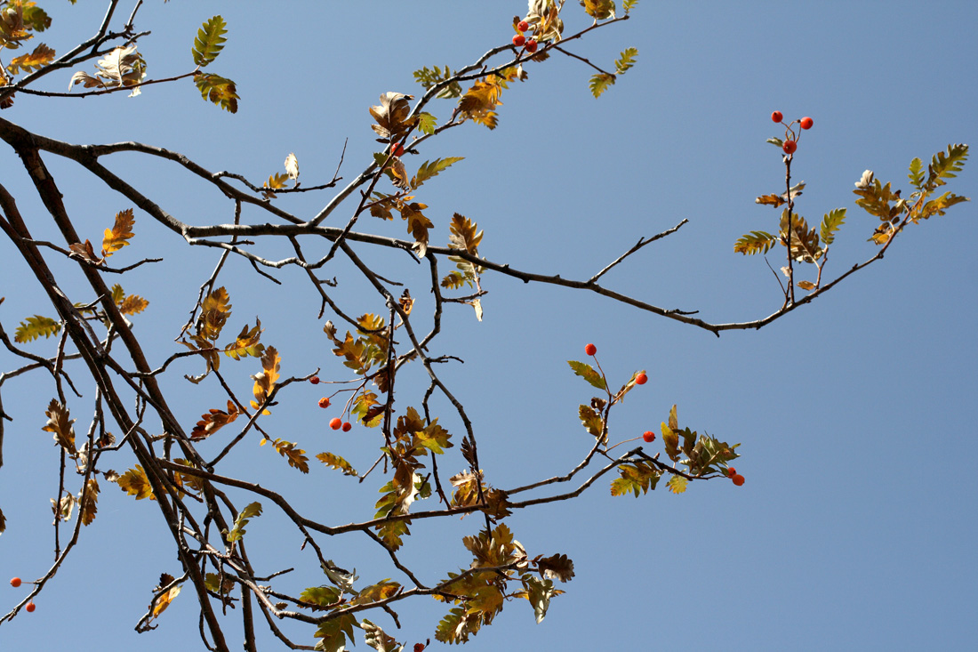 Изображение особи Sorbus turkestanica.