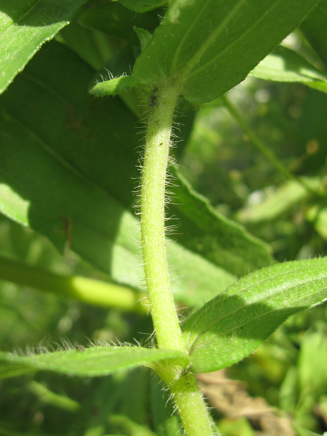 Image of Zinnia angustifolia specimen.