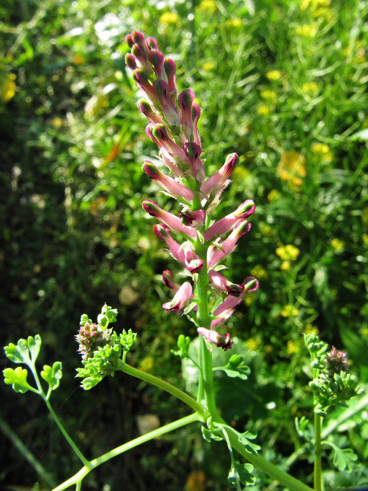 Image of Fumaria officinalis specimen.