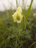 Aconitum confertiflorum. Цветок и сегменты листьев. Кавказ, северные склоны Эльбруса, участок тропы между ручьем Карачаул и урочищем Аэродром, высота 2700 м н.у.м. 17.08.2011.