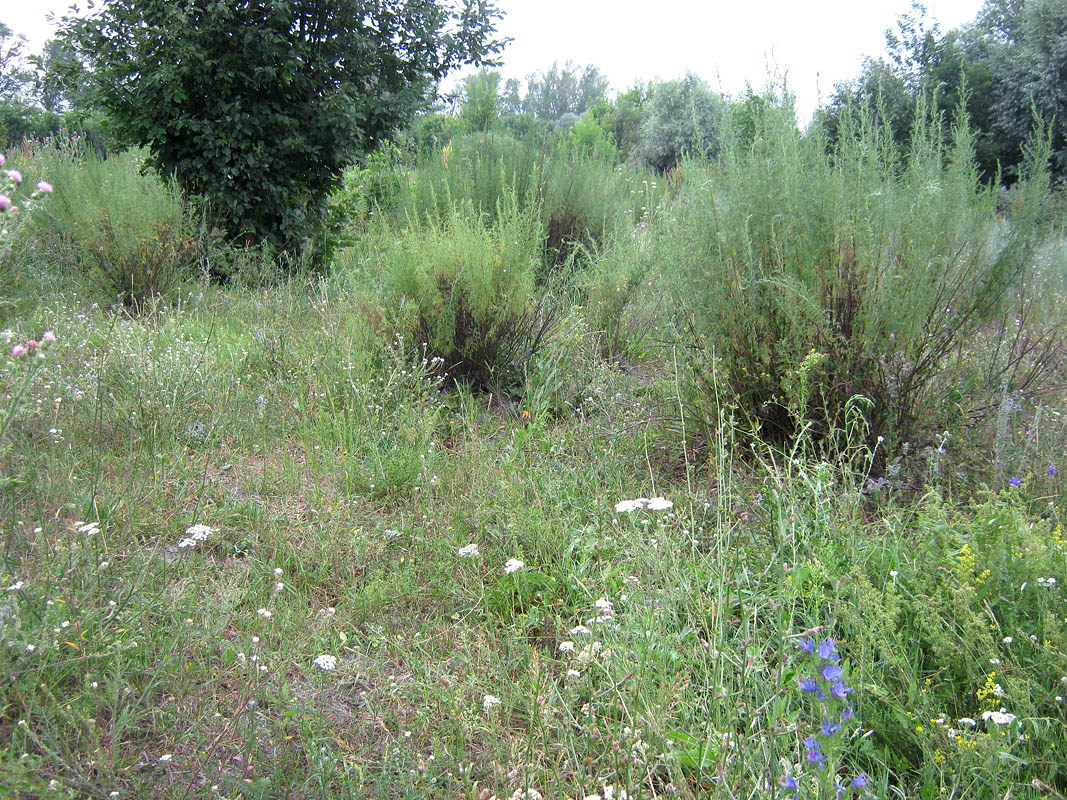 Image of Artemisia abrotanum specimen.