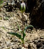 Tulipa wilsoniana