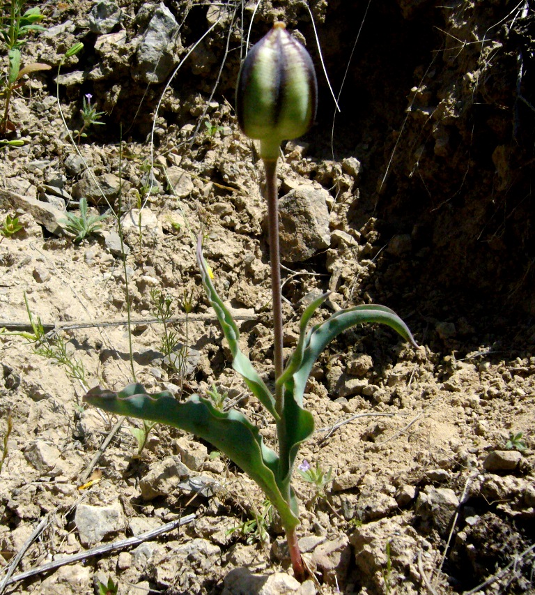 Изображение особи Tulipa wilsoniana.