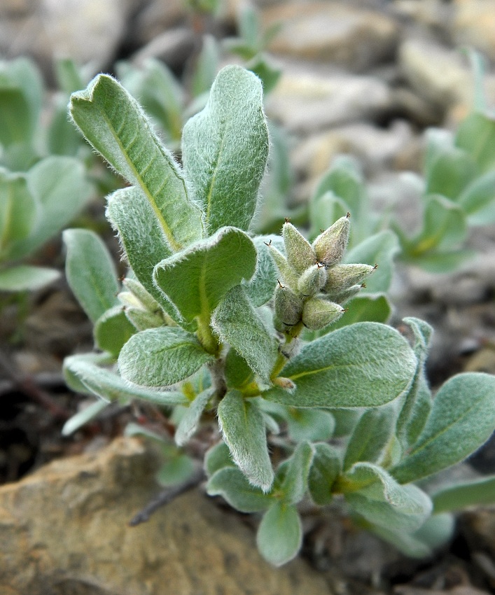 Image of Salix glauca specimen.