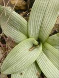 Image of taxon representative. Author is Михаил Лучкин