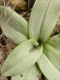 Ophrys oestrifera