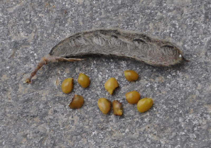 Image of Calicotome villosa specimen.