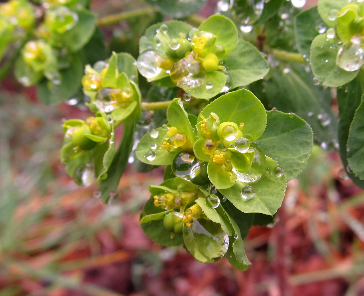 Изображение особи Euphorbia helioscopia.