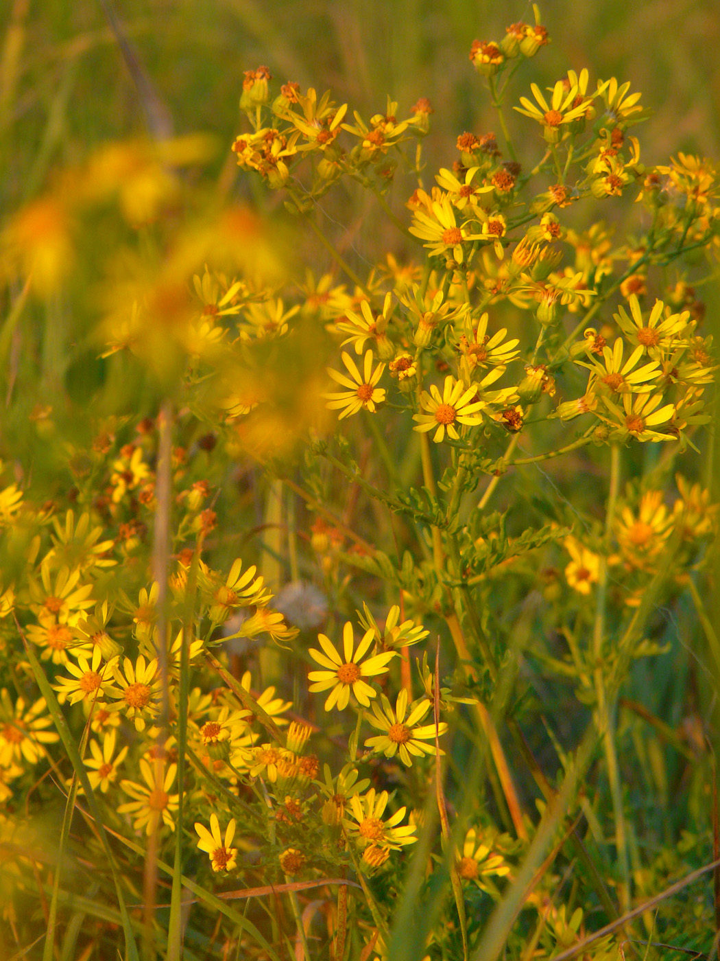 Image of Senecio erucifolius specimen.