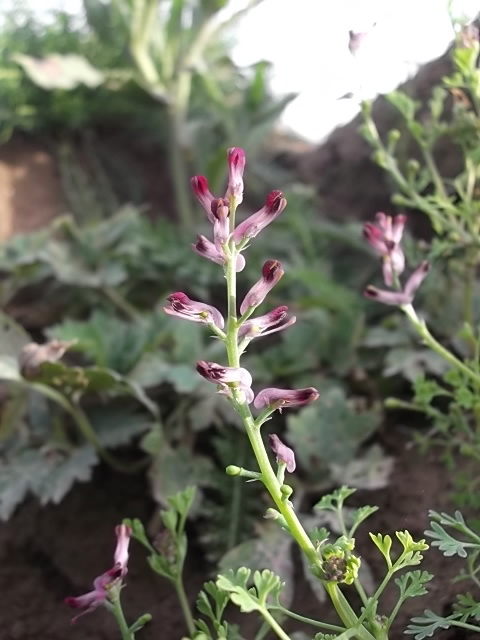 Image of Fumaria officinalis specimen.