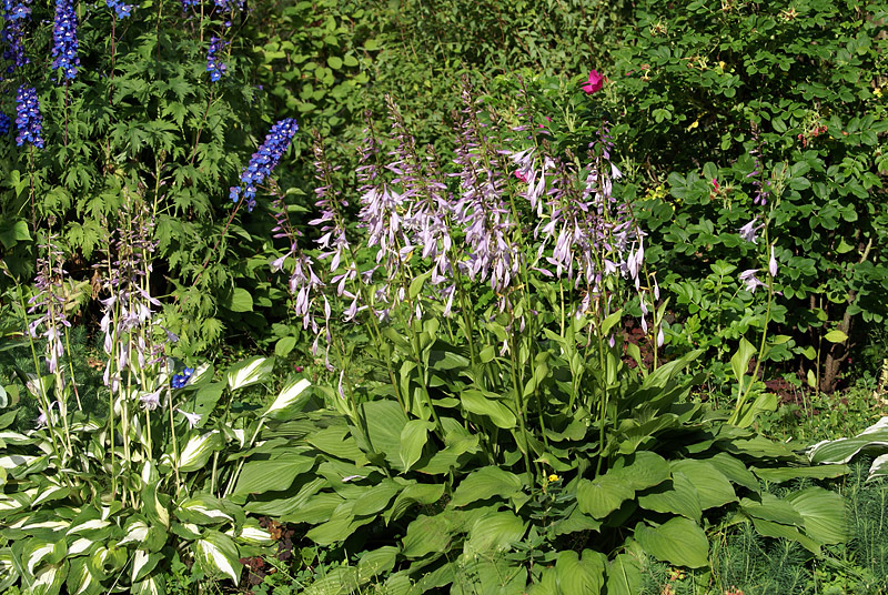 Image of genus Hosta specimen.