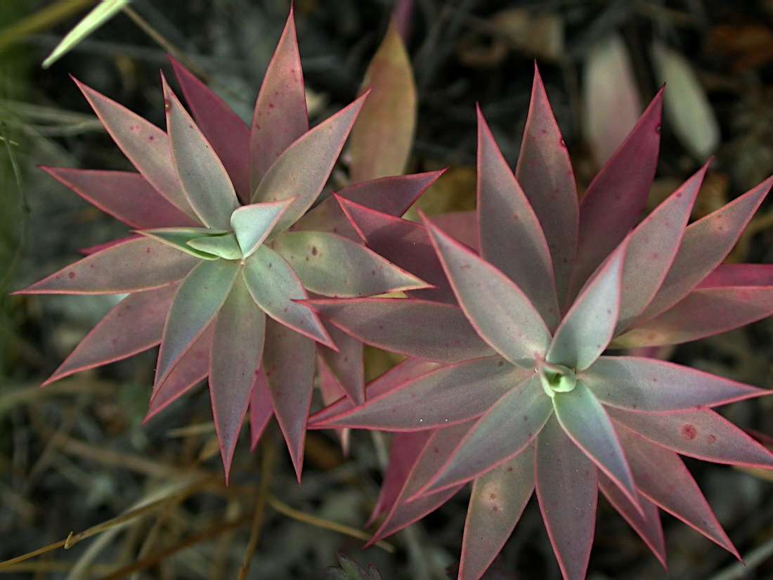 Изображение особи Euphorbia rigida.