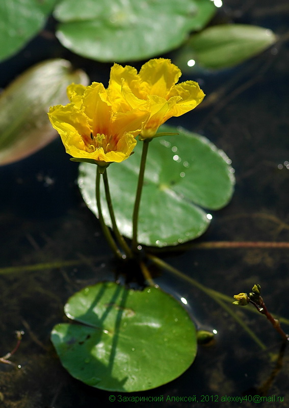 Image of Nymphoides peltata specimen.