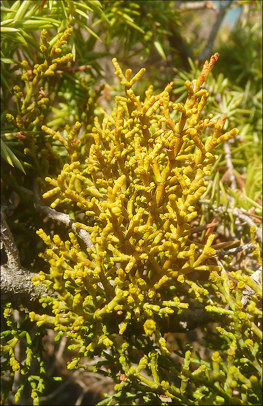 Image of Arceuthobium oxycedri specimen.