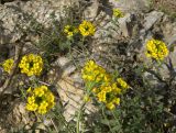 Alyssum trichostachyum