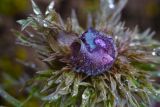 View full-size image Adonis volgensis