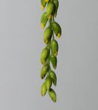 Laburnum × watereri. Верхушка соцветия с бутонами. Германия, г. Кемпен, в культуре. 03.05.2012.