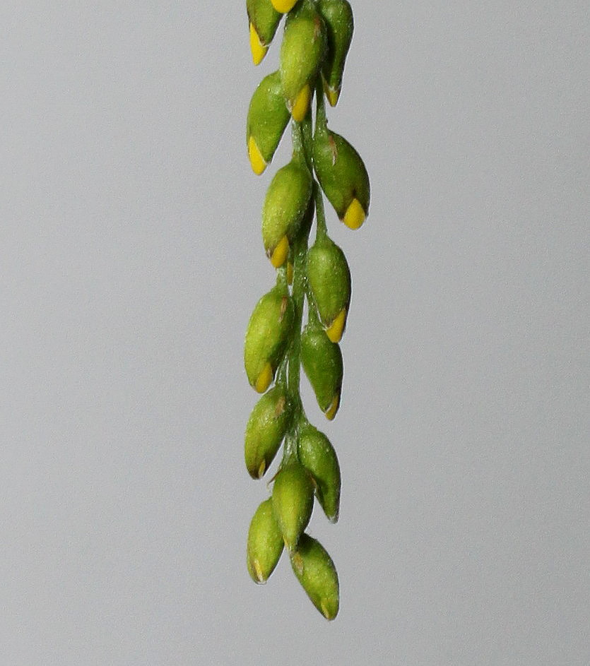 Image of Laburnum × watereri specimen.