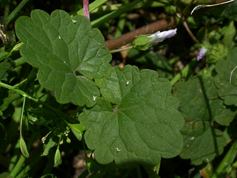 Изображение особи Glechoma hederacea.